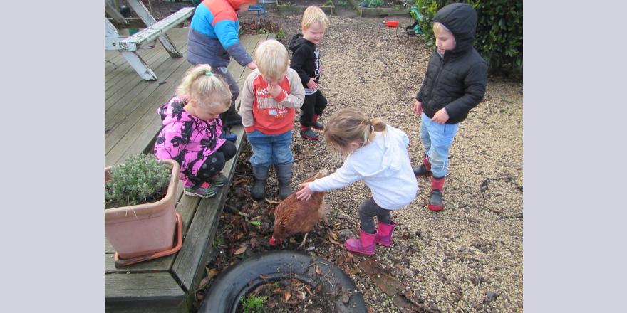Kids playing with chickens at Darfield preschool